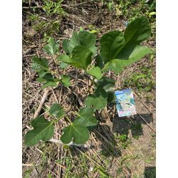 イチジク2の画像1