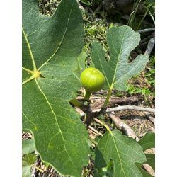 イチジク2の画像3