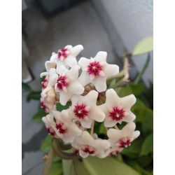 何年越しだろうか？の画像1