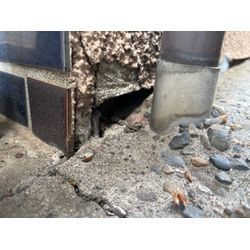 世田谷ネズミ駆除の画像1