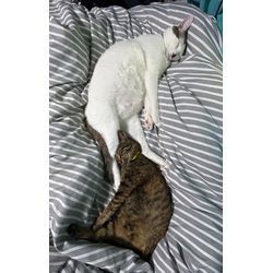 保護ネコの画像1