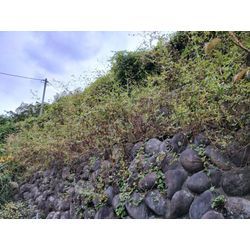 涼しく作業に快適な季節になりました！【センダングサが種を大量に飛ばす季節】〜群馬県高崎市の一人植木屋オヤジブログ〜の画像2