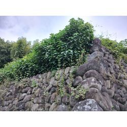 涼しく作業に快適な季節になりました！【センダングサが種を大量に飛ばす季節】〜群馬県高崎市の一人植木屋オヤジブログ〜の画像1