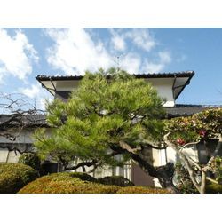 広島県広島市安佐北区で剪定| 広島県山口県で庭木の剪定は塩田剪庭園の画像1