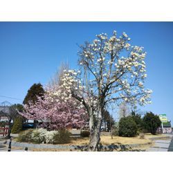 桜が咲いてきました♪〜伊勢崎市で草刈作業2連投〜群馬高崎の植木屋ゆうさんSortBlogの画像3