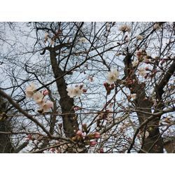 桜が咲いてきました♪〜伊勢崎市で草刈作業2連投〜群馬高崎の植木屋ゆうさんSortBlogの画像1