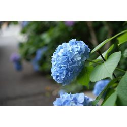 山王日枝神社でお宮参りの撮影で伺いました📸✨の画像1