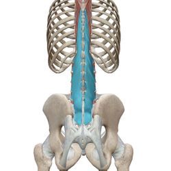 「多裂筋」という筋肉についての画像1