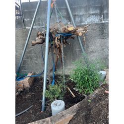 大津市　抜根の画像2