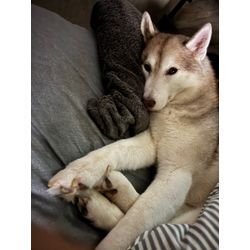 明けましておめでとうございますの画像1