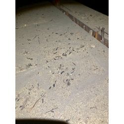 大阪府にてネズミ駆除防除対策を行いました。の画像3