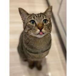 可愛い猫ちゃん　沢山癒されましたの画像3