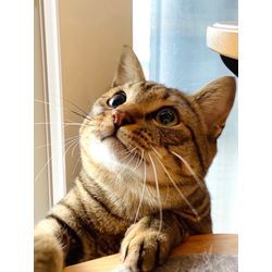 可愛い猫ちゃん　沢山癒されましたの画像1