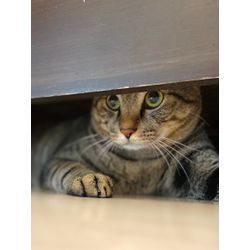 可愛い猫ちゃん　沢山癒されましたの画像2