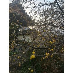 蝋梅(ロウバイ)が咲き始めました🌼の画像1