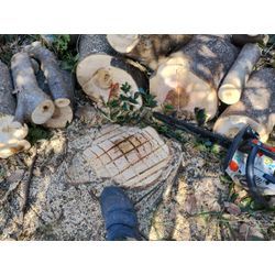 カメムシがやられてました！　〜群馬高崎の植木屋ゆうさん超ShortBlog〜の画像3