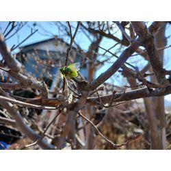 カメムシがやられてました！　〜群馬高崎の植木屋ゆうさん超ShortBlog〜の画像2