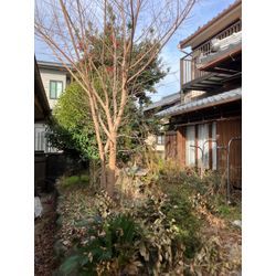 城陽市　伐採の画像1