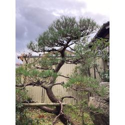 マツの剪定の画像1