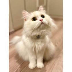 可愛い猫ちゃん　お留守番も安心　飼い主さん幸せの画像1