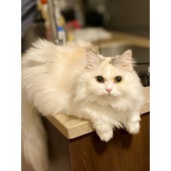 可愛い猫ちゃん　お留守番も安心　飼い主さん幸せの画像3