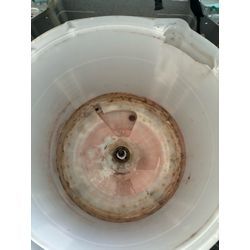 残り湯が原因？ピンクぬめり(赤カビ)の画像2