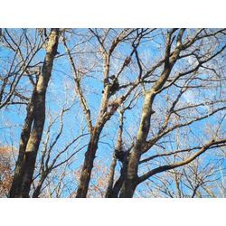 北軽井沢別荘地でナラの木の剪定を行いました。の画像1