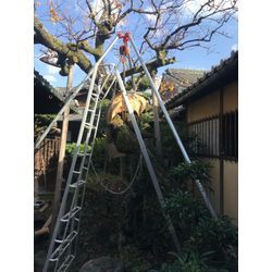 梅の木の支柱の取り替えの画像2