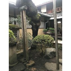 梅の木の支柱の取り替えの画像3