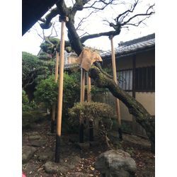 梅の木の支柱の取り替えの画像1