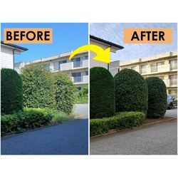 剪定承ります！！🌳の画像1