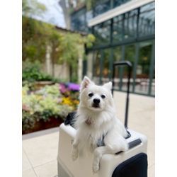 キャリーケースが好きな可愛いリングドッグちゃんの画像2