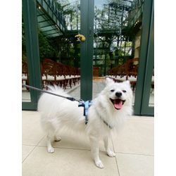 キャリーケースが好きな可愛いリングドッグちゃんの画像1