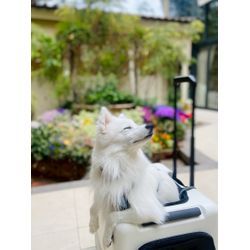 キャリーケースが好きな可愛いリングドッグちゃんの画像3