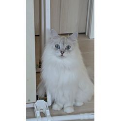 猫様との出会いの画像1