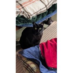 猫様との出会いの画像2