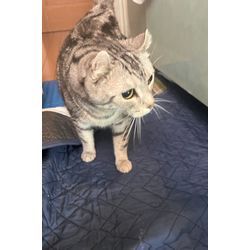 ビルトインコンロ取り替えの画像3