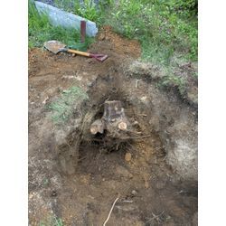 ひとの伐根を笑うなの画像3