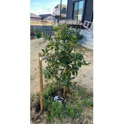 支柱設置させて頂きましたの画像2