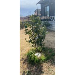 支柱設置させて頂きましたの画像1