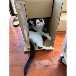 あざと猫の画像1