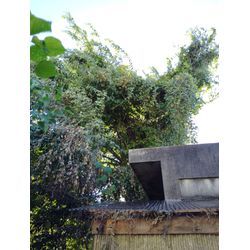 四日市市　伐採の画像2