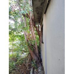 四日市市　伐採の画像1