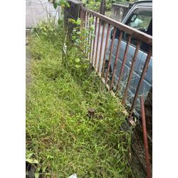 秋・冬の草むしりは実はとてもおすすめの時期です。の画像1