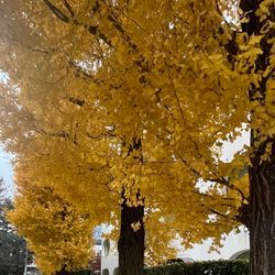 年末年始のお知らせ12／29ー1／5おやすみの画像1