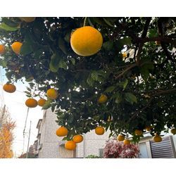 お客様の庭先　嬉しいお出迎えの画像2