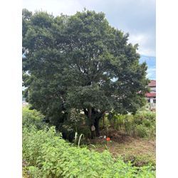 八代市　U社様ご依頼　不動産様敷地　伐採③の画像1