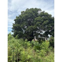 八代市　U社様ご依頼　不動産様敷地　伐採③の画像2