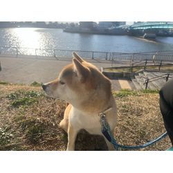 最高のお散歩日和♫散歩代行の画像1