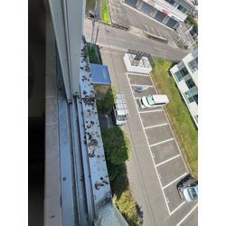 ハト　佐賀市の画像2